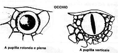 Di dieta soprattutto saurofaga (si nutre in che tipologie ambientali è possibile rinvenire le vipere? TEMPO PIENO DI..........: SERPENTI: RICONOSCERE LE VIPERE ...