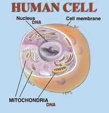 Organisma unisel žorganisma unisel adalah organisma ringkas yang terdiri daripada hanya satu sel (uni:satu). NOTA SAINS TINGKATAN 1 BAB 2 : SEL SEBAGAI UNIT ASAS HIDUPAN