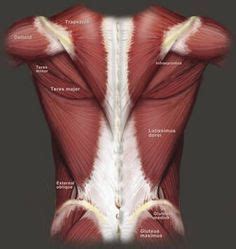 14 best images of muscle labeling worksheet high school. Muscles , 6 Muscular System Pictures Labeled : Anatomy ...