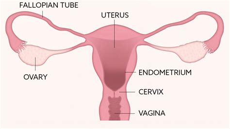 The female gonads are the ovaries, paired in summary, in the broadest view reproductive toxicants can impinge on the female system through. FEMALE REPRODUCTIVE HEALTH
