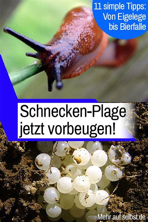 Methoden gegen schnecken im garten am besten ist es natürlich, wenn die schnecken erst gar nicht an die gartenpflanzen gelangen. Schneckeneier | selbst.de | Schnecken im garten ...