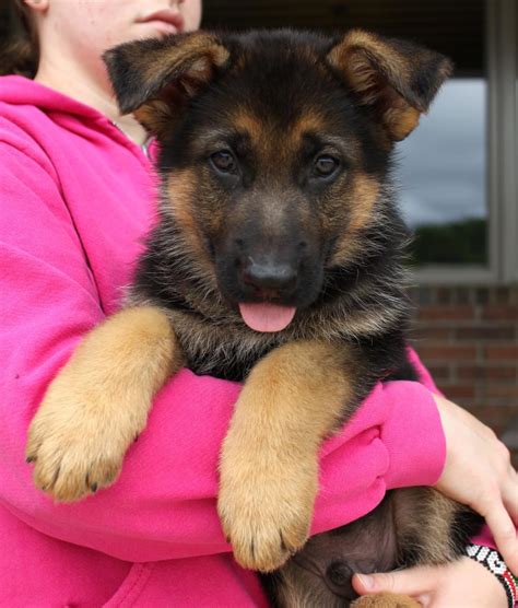 Black german shepherd puppies are very rare but also very cute as you can see in this article. German Shepherd Puppies For Sale | Little Rock, AR #94884