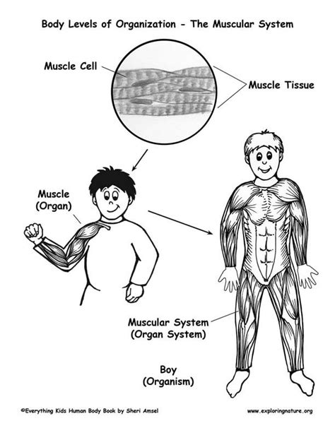 Fun facts about human body muscles for kids. Muscular System Drawing at GetDrawings | Free download