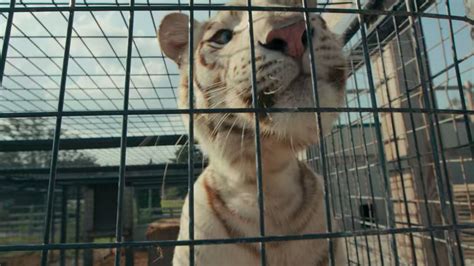 The film adaptation is directed. Tiger King Directors Share How They Made The Netflix Show ...