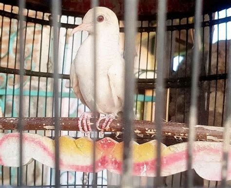 Indikasi obat tetes mata ini adalah untuk membantu mengatasi iritasi hingga infeksi pada mata yang menyebabkan mata merah, berair. Perkutut Majapahit Putih Mata Merah | Burung cantik ...