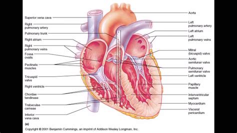 See more ideas about human body diagram, human body organs, anatomy organs. Human Body Wallpapers (72+ images)