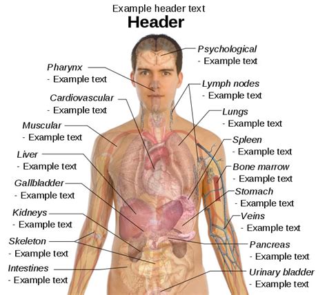 Below are two human body muscle diagrams, showing the front and back of the body. Male Diagram Template - Human Body Pictures - Science for Kids