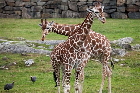 Jun 01, 2021 · харьковский зоопарк является государственным зоологическим парком в харькове. Каким будет зоопарк после реконструкции: видео ...
