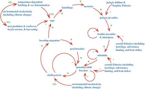 Hawksbill sea turtles live primarily in coral reefs. 3 Conceptual Model of Sea-Turtle Abundance and Demography | Assessment of Sea-Turtle Status and ...