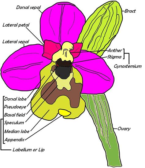 Botanists classify plants into several groups that have similar & distinguishing characteristics. Wild Nature of the Cantabrian Mountains (Spain): Structure ...