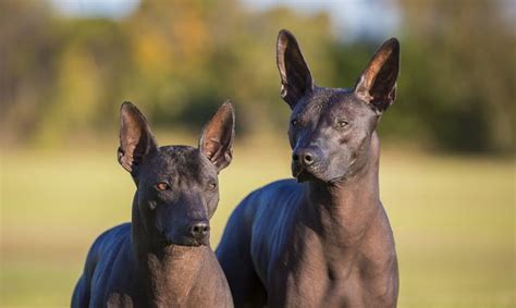 Xolos are still, to this day, a national treasure in mexico, with a long and respected history in the country, says nicole ellis, a certified professional dog trainer with rover.com, in an email interview. XOLOITZCUINTLES: A INCRÍVEL HISTÓRIA DOS CACHORROS ASTECAS ...