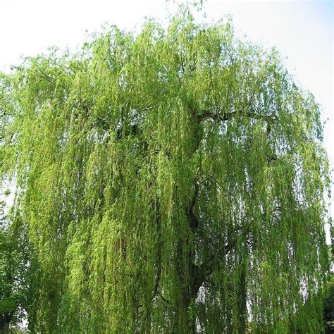 Its taxonomy is confused to say the least. Saule pleureur - Vente Salix alba 'Tristis' | Saule ...