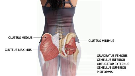 The glute minimus works in synergy with. Why you should work you're A$$ OFF | | Insync Marrickville ...