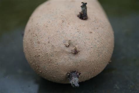 Maybe you would like to learn more about one of these? How Deep Do I Plant Potatoes? | Hunker