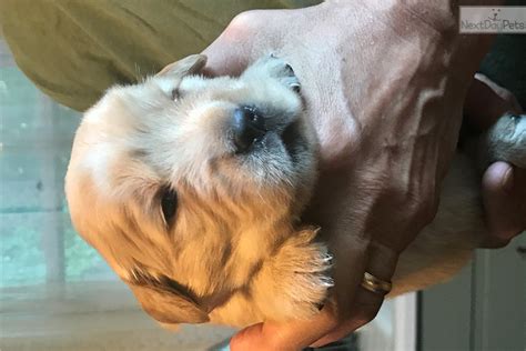 Goldens shed heavily and require frequent brushing to keep the fur from flying. Carolina Pup: Golden Retriever puppy for sale near Columbia, South Carolina. | 2e68145a-24b1
