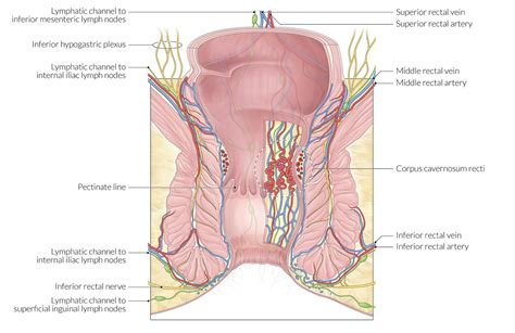 Learn everything about the neck anatomy with this topic page. Lymph Node Back Of Neck Anatomy : Lymph Node Removal Lymphadenectomy Health Information Bupa Uk ...