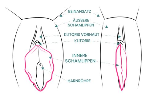 Die vagina bezeichnet nicht etwa einen schlitz zwischen unseren schamlippen, sondern ist ein schlauchartiges gebilde aus dehnbaren muskelfasern, das unsere äußeren mit unseren inneren geschlechtsteile verbindet. Schamlippenkorrektur (Labioplastik), Schamlippen ...