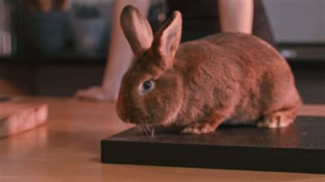 Brown rabbit sitting on black board. Fluffy bunny stare look at camera ...