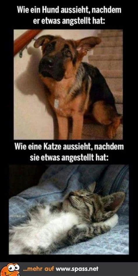 Dann sind sie hier an dem hund ist der beste freund des menschen. Tiere - Lustige Bilder auf Spass.net | Hunde | urkomische ...