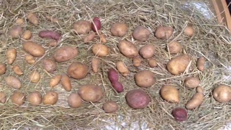 Potatoes are incredibly versatile and a great source of nutrients. Storing Potatoes in the Basement | Back to Eden Garden - YouTube