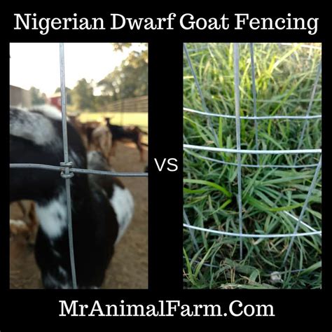 Includes home improvement projects, home repair, kitchen remodeling, plumbing, electrical, painting, real estate, and decorating. Goat Fencing - Tips and Tricks for Fencing for Nigerian Dwarf Goats - Mranimal Farm