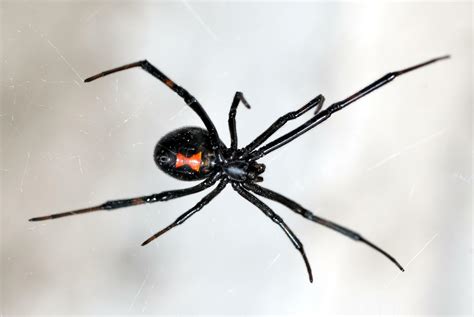 Indeed, the black widow is one of the deadliest spiders in the world, according to encyclopedia britannica. Schwarze Witwe im Aquarium: Schneller Sex, schnell ...