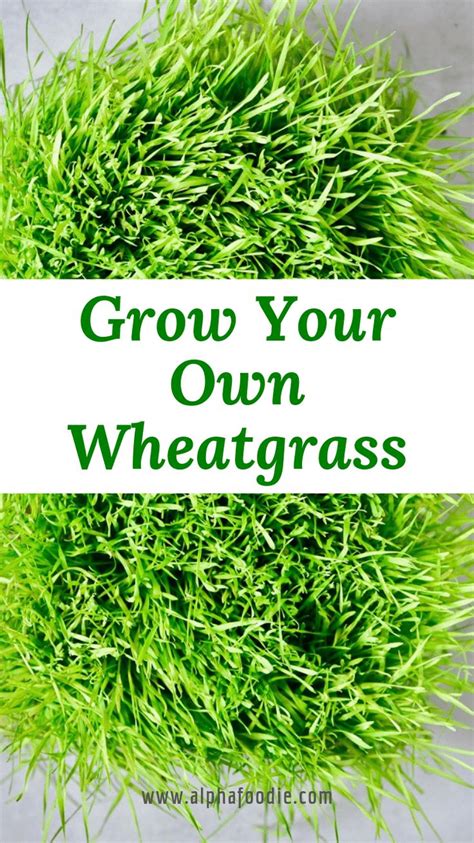 Now that we have a soilless alternatives like coconut. How To Grow Wheatgrass At Home (with & without soil ...