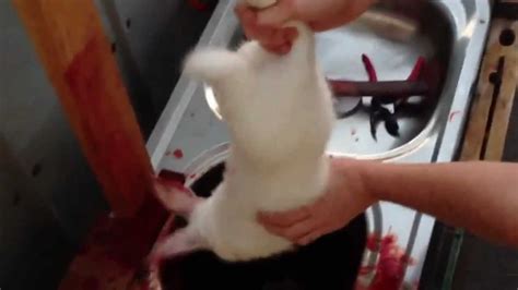 99 of them, in fact! Meat RabbitS in Oz Prt 8 (Dispatching WARNING GRAPHIC ...