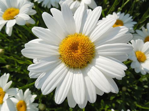 I got a bouquet from crazy daisy for my sister just after she got engaged. Rhode Island Daisy | Bellis perennis, Daisy, Gerbera