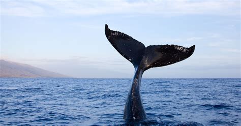 Humpback whales the heads of humpback whales are broad and rounded when viewed from above, but slim in profile. Upside-Down Whale 'Tail-Sails' Off The Coast Of Maui In ...