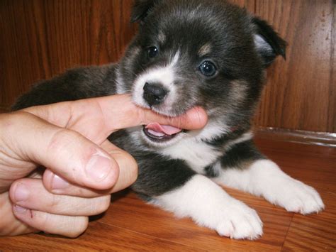 Learn more about adopting a husky puppy or dog. Lush Pomsky Puppies Review - Wisconsin Pomsky Breeder ...