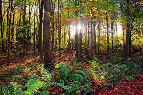 Browse a range of property to buy in leigh woods with primelocation. 13 of the best Bristol autumn walks | Autumn walks ...