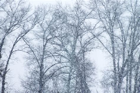 Na poušti je hromada písku, mimo to zde ale roste spousta rostlin. Free fotobanka : strom, les, větev, sníh, Studený, zima ...