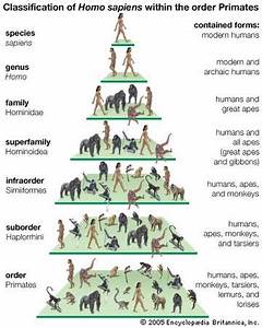  Sapiens Meaning Stages Of Human Evolution Britannica Com