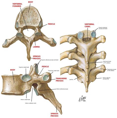 Professional english in use medicine. laminae of vertebrae - Google Search | Anatomy, Bones, Nclex