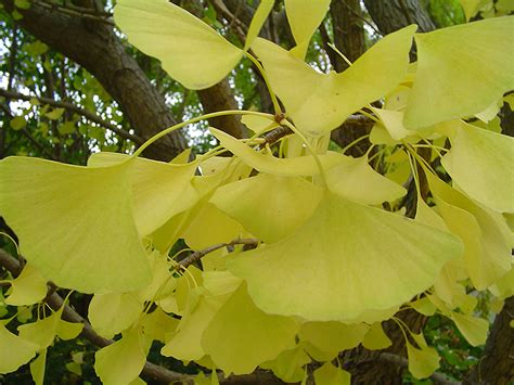 Check spelling or type a new query. Autumn Gold Ginkgo (Ginkgo biloba 'Autumn Gold') in ...