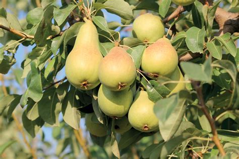 We did not find results for: Pere Coscia di Castronovo di Sicilia - Fruttasana