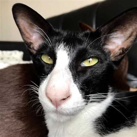 I own three sphynx cats and am a huge fan of the breed. Oriental shorthair | Cats, Oriental shorthair cats, Sphynx cat