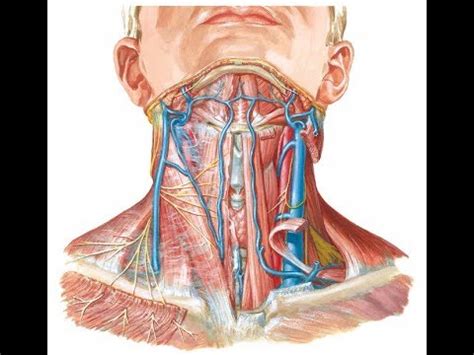 Carotid artery stenosis, a narrowing of the neck arteries supplying blood to the brain. شرح Surface anatomy of carotid arteries and jugular veins ...