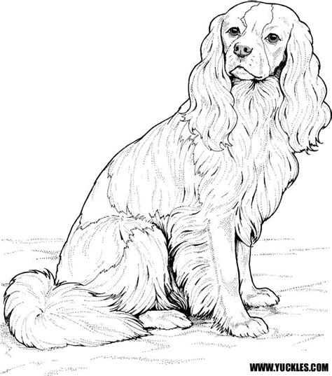 Lps littlest pet shop cocker spaniel #558 with accessories. The best free Spaniel coloring page images. Download from ...