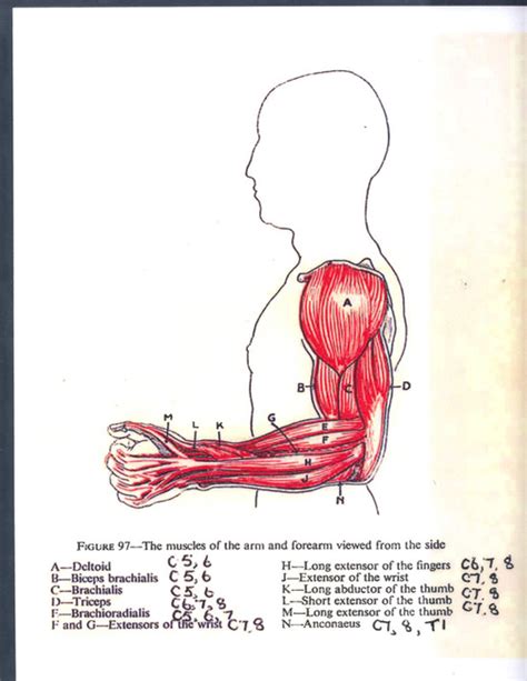 The muscles of the upper arm are responsible for the flexion and extension of the forearm at the elbow joint. II.39