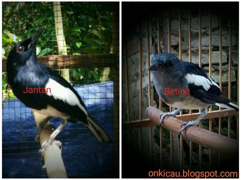 Burung falk muda jantan dan betina memang terlihat sama, sehingga cukup sulit untuk membedakan jantan dan betina. Ciri-ciri Kacer jantan dan Kacer betina beserta gambarnya ...