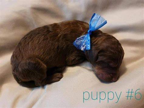 Standard poodle puppies for sale in schwenksville will have red/apricot, brown and black royal/large & standard puppies for sale > males $2,700. 6 gorgeous purebred standard poodle puppies in Phoenix ...