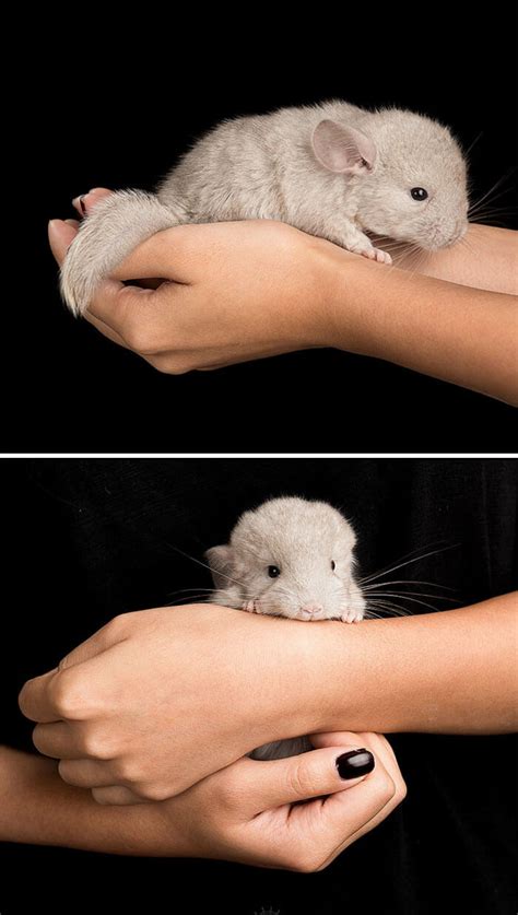 30 baby chinchilla Pictures That Will Simply Destroy You With Cuteness