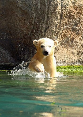 Recherchez parmi des ours polaire photos et des images libres de droits sur istock. Ours Polaire Sur Une Image De Plage Tropicale - Pewter