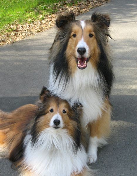 Look for a small raised area, almost like a tiny button, approximately 1/4 inch below the umbilical stump. Choosing a Male or a Female Dog: What is the Difference