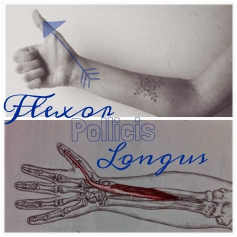 My fpl muscle memory has failed to compute how to build for the opener without two such attacking heavyweights. The Hip Joint: Flexor Pollicis Longus: (1 of 4) Long thumb muscles