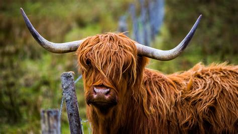 More images for sexiest picture ever » The sexiest bull i've ever taken a photo of : pics