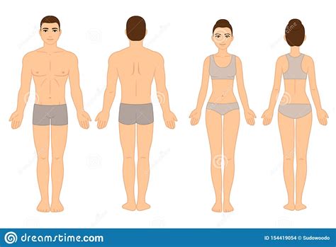 Its wings are too small to get its fat little body off the ground. Male and female body chart stock vector. Illustration of ...