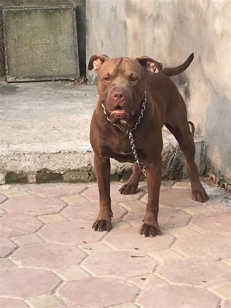 Bầy chó con 50 ngày tuổi trại chó pitbill bán chó pitbull con. Phối giống chó Pitbull